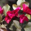 Bougainvillea Magenta Glory -Plants in a Box Sales Shop IMG 0098 5f0ea4e4 42a9 4522 9ced b2a3e76ffe50