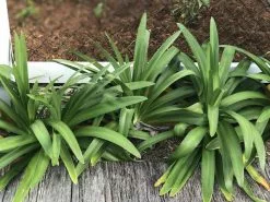 Agapanthus Orientalis Blue -Plants in a Box Sales Shop IMG 0118 67979701 f9f2 4ebf 89d9 7803b6d0c575
