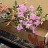 Assorted Box Of Bougainvillea Plants - Large -Plants in a Box Sales Shop IMG 0127