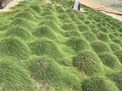 Casuarina Glauca Prostrate 'Cousin It' 10 Casuarina Glauca Prostrate 'Cousin It' -Plants in a Box Sales Shop IMG 0148 4e86f60d 74d0 4e03 98c8 501bc4dd8542