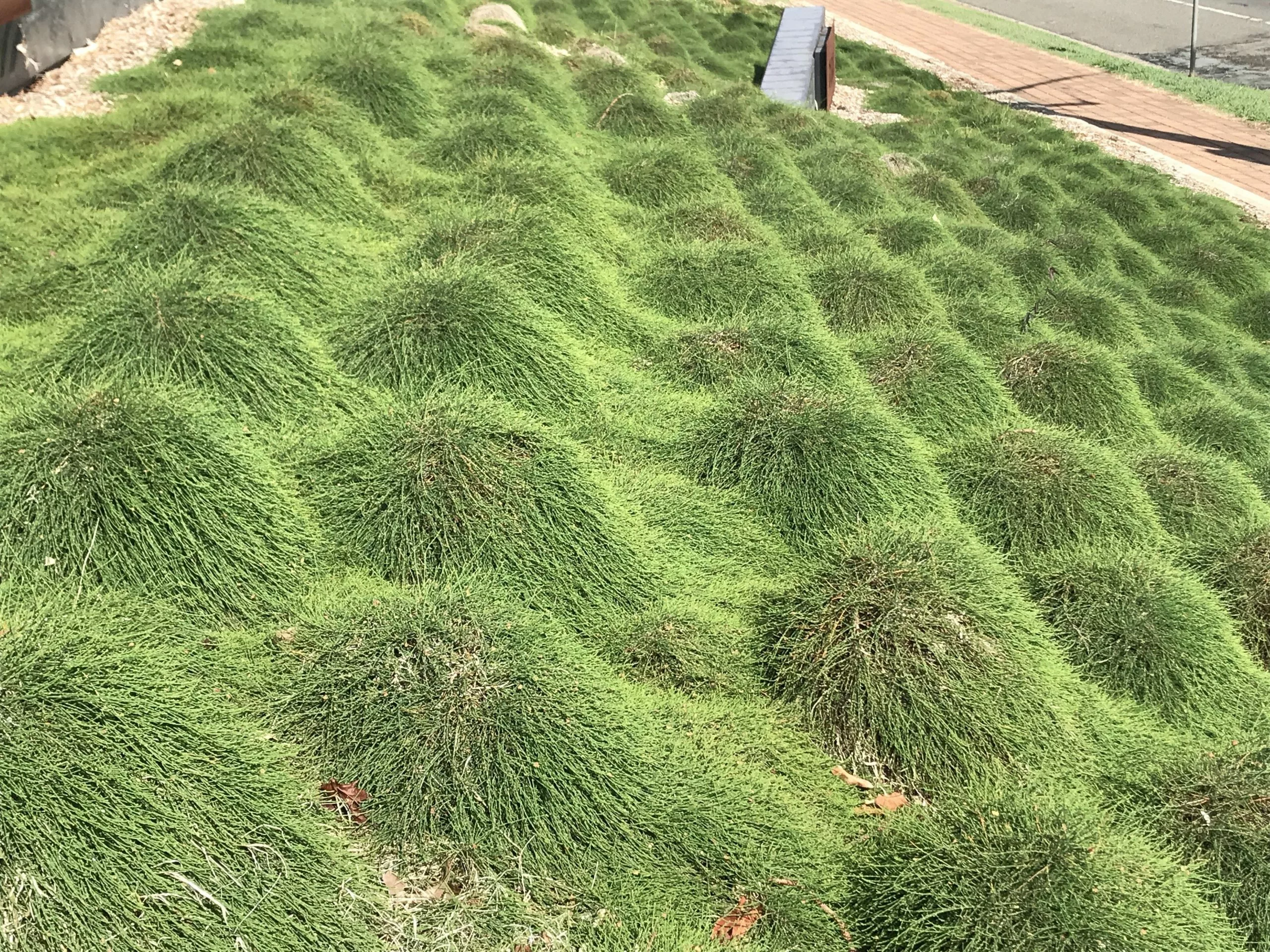 Casuarina Glauca Prostrate 'Cousin It' 5 Casuarina Glauca Prostrate 'Cousin It' - Image 3