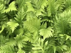 Blechnum Gibbum Silver Lady Fern -Plants in a Box Sales Shop IMG 0196 bece9f24 4e69 484b 8d7c 3346e4e12ebd