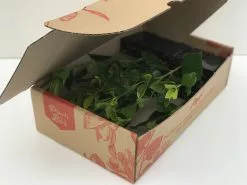 Gardenia Augusta Magnifica -Plants in a Box Sales Shop IMG 0267 a7914e7a 0722 4a9e 812d cf2d6a85be93