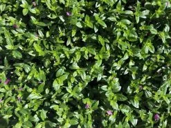 Cuphea Mexicana Compacta Purple -Plants in a Box Sales Shop IMG 0275 c53112a6 b9b0 4c93 84e4 a2c3144dc458