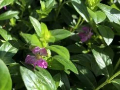 Cuphea Mexicana Compacta Purple -Plants in a Box Sales Shop IMG 0276 fab5fdaf ae6d 4318 8ebf 9c36b4a5f880