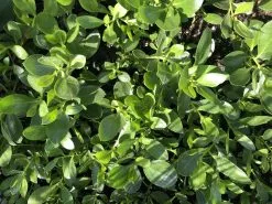 Myoporum Ellipticum 10 Myoporum Ellipticum -Plants in a Box Sales Shop IMG 0277 abc1efe4 a6db 46a6 be1b 9b2169bb9957