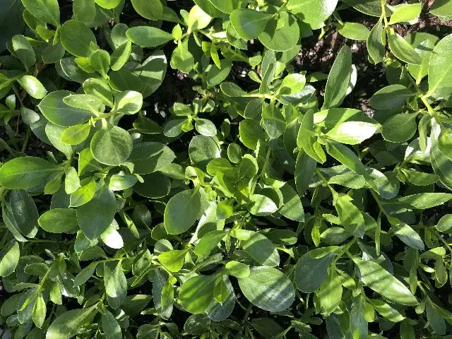 Myoporum Ellipticum 6 Myoporum Ellipticum - Image 4