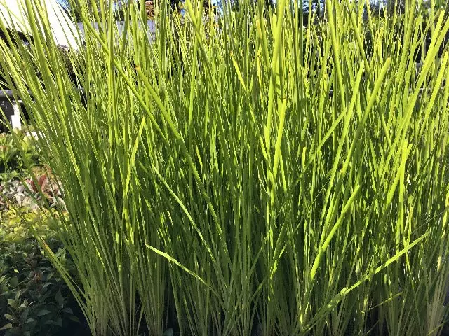 Lomandra Longifolia Dalliance 4 Lomandra Longifolia Dalliance - Image 2