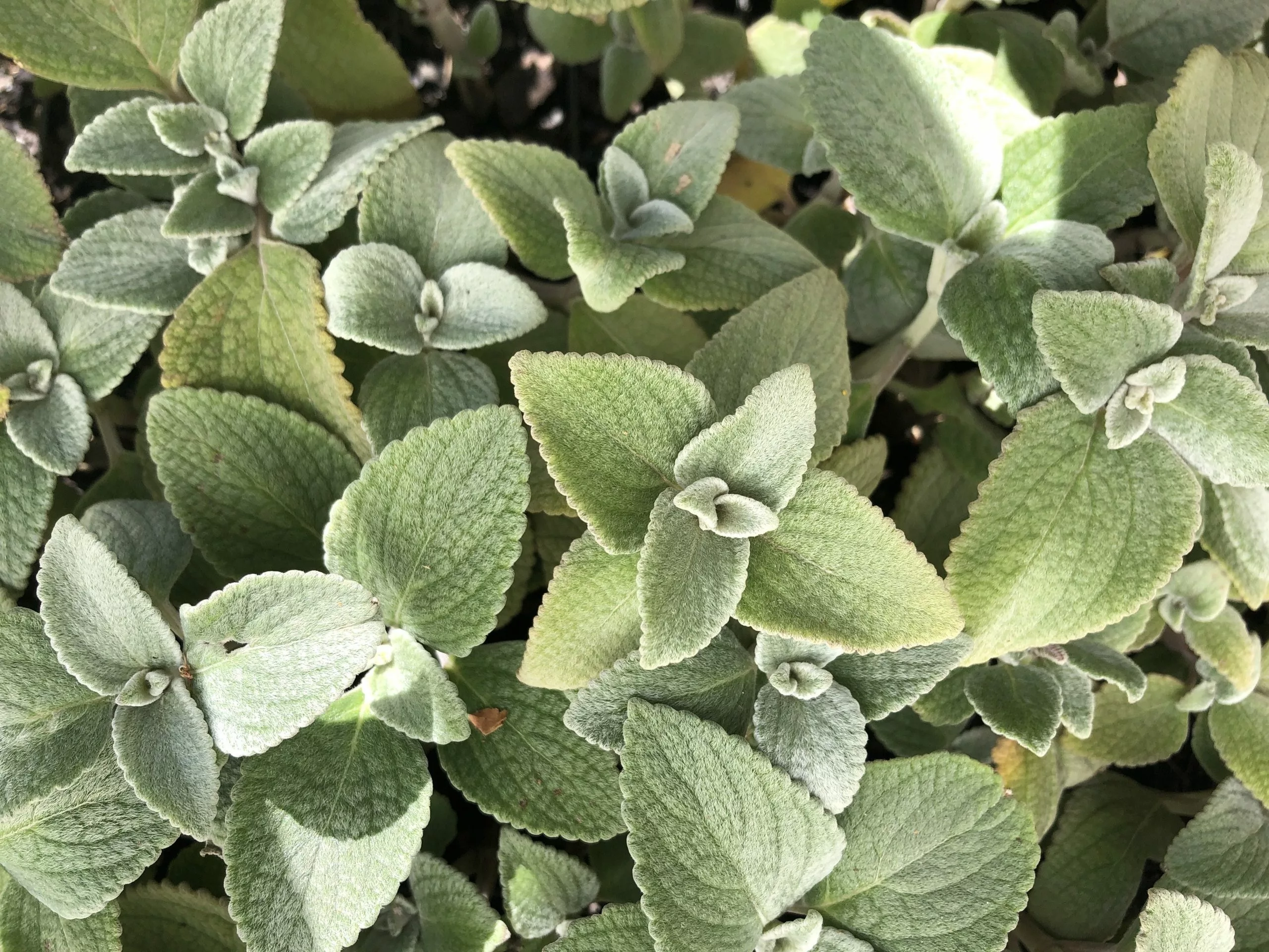 Plectranthus Argentatus 6 Plectranthus Argentatus - Image 4