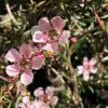 Leptospermum Pink Cascade