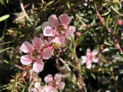 Leptospermum Pink Cascade