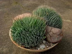 Aloe Aristata 10 Aloe Aristata -Plants in a Box Sales Shop IMG 0319 8e25d3c7 def2 4f53 a2cd 15b36daea3da