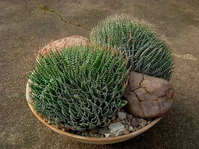 Aloe Aristata 5 Aloe Aristata - Image 3