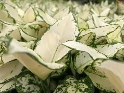 Aglaonema Super White 12 Aglaonema Super White -Plants in a Box Sales Shop IMG 0503 17897b0d 5b3c 4347 a985 19e20d00b0c5