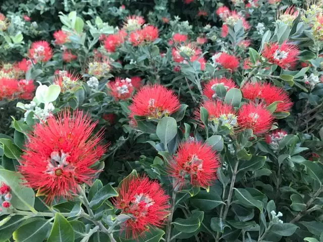 Metrosideros Spring Fire 5 Metrosideros Spring Fire - Image 3