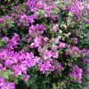 Bougainvillea Lilac Cascade