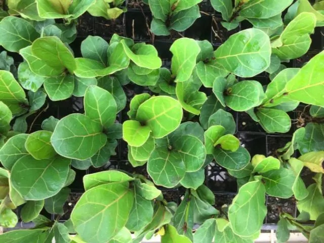 Ficus Lyrata Bambino 10 Ficus Lyrata Bambino - Image 8