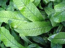 Crocodile Fern - Pot + Plant + Soil -Plants in a Box Sales Shop IMG 0674