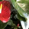 Anthurium Andreanum Red Victory 1 Anthurium Andreanum Red Victory -Plants in a Box Sales Shop IMG 0737 5dd870fd 78cc 4e91 9df3 a4acd0d8802f