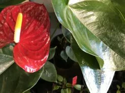 Anthurium Andreanum Red Victory