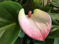 Anthurium Andreanum Princess Amelia Elegance -Plants in a Box Sales Shop IMG 0740 e5f24600 1c2d 4b10 865e 5ffd4c247f0c