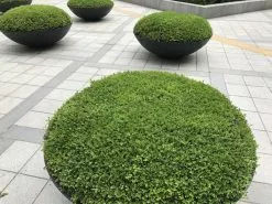 Buxus Microphylla Japonica -Plants in a Box Sales Shop IMG 0773 ebce032e e7e9 4777 8b3c 7abad6bc09b1