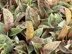 Ficus Elastica Shivereana -Plants in a Box Sales Shop IMG 0796 a76a98e5 7751 4769 ae69 b6678b65997f