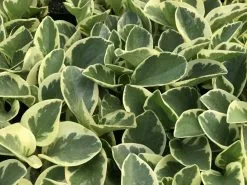 Peperomia Obtusifolia Albo-marginata -Plants in a Box Sales Shop IMG 0797 e0a936d5 7b02 460c a560 80f194b8b80d