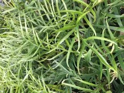 Philodendron Elegans -Plants in a Box Sales Shop IMG 0923 1f5d236e a494 4a26 8a0c c3ff4f8a14c7