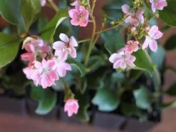 Rhaphiolepis Springtime 11 Rhaphiolepis Springtime -Plants in a Box Sales Shop IMG 0925 c722e754 8880 4b13 af5f 44d961823236