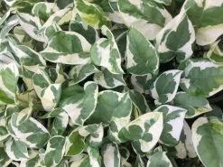 Pothos Pearls And Jade Plant Box -Plants in a Box Sales Shop IMG 0930 f4178555 e132 46db 9990 338cb0ff043e