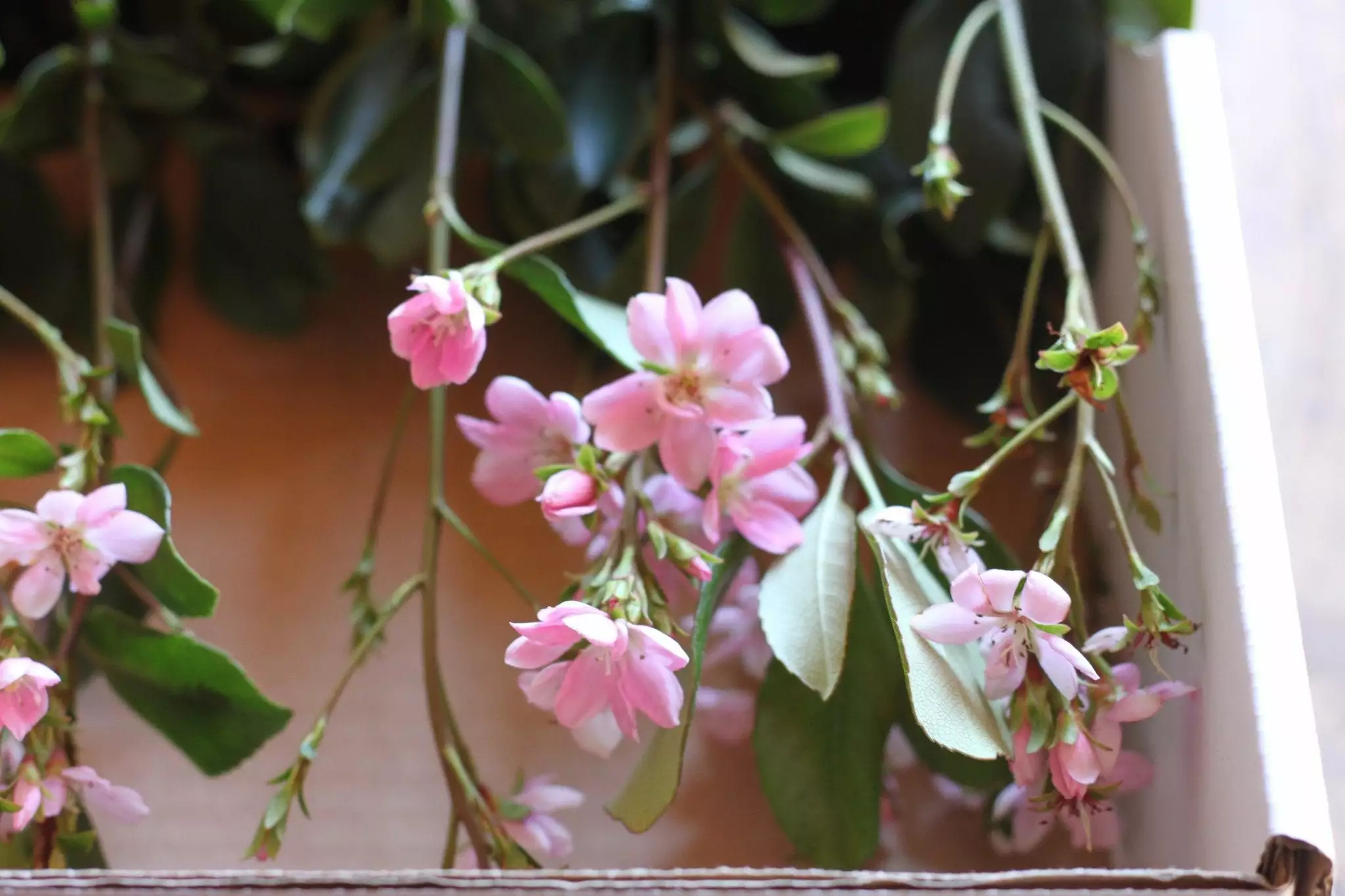 Rhaphiolepis Springtime 4 Rhaphiolepis Springtime - Image 2