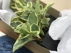 Peperomia Obtusifolia Albo-marginata -Plants in a Box Sales Shop IMG 0960 59f946c8 ce7d 4701 a618 a0e8b426d072