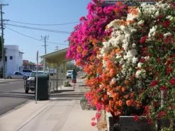 Assorted Box Of Bougainvillea -Plants in a Box Sales Shop IMG 0986 d709f443 8d04 4ac3 8daf 6de0ef23adc2