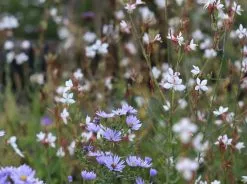 Oenothera (Gaura) Lindheimeri Belleza White -Plants in a Box Sales Shop IMG 1013