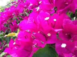 Bougainvillea Elizabeth 10 Bougainvillea Elizabeth -Plants in a Box Sales Shop IMG 1083 83c1f15d dc2b 448c 85a6 a9f6f02e5320