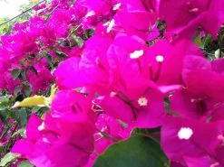Bougainvillea Elizabeth - 85mm -Plants in a Box Sales Shop IMG 1083 bd73ce45 8fa6 4a63 8f16 81528b1af0dc