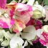 Bougainvillea Chitra -Plants in a Box Sales Shop IMG 1130 914958f4 32af 457c 9ef8 86865640c721