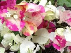 Bougainvillea Chitra - 85mm