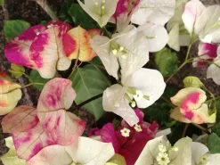 Bougainvillea Chitra -Plants in a Box Sales Shop IMG 1131 e94db6e0 3ed9 4848 b369 8616f585e5f4