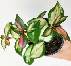 Hoya Krimson Princess Gift Box - Includes Stake -Plants in a Box Sales Shop IMG 1134