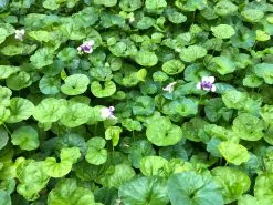 Viola Hederacea Native Violet -Plants in a Box Sales Shop IMG 1222 8157b5f6 5dc2 4322 9f3c c79131027ae6