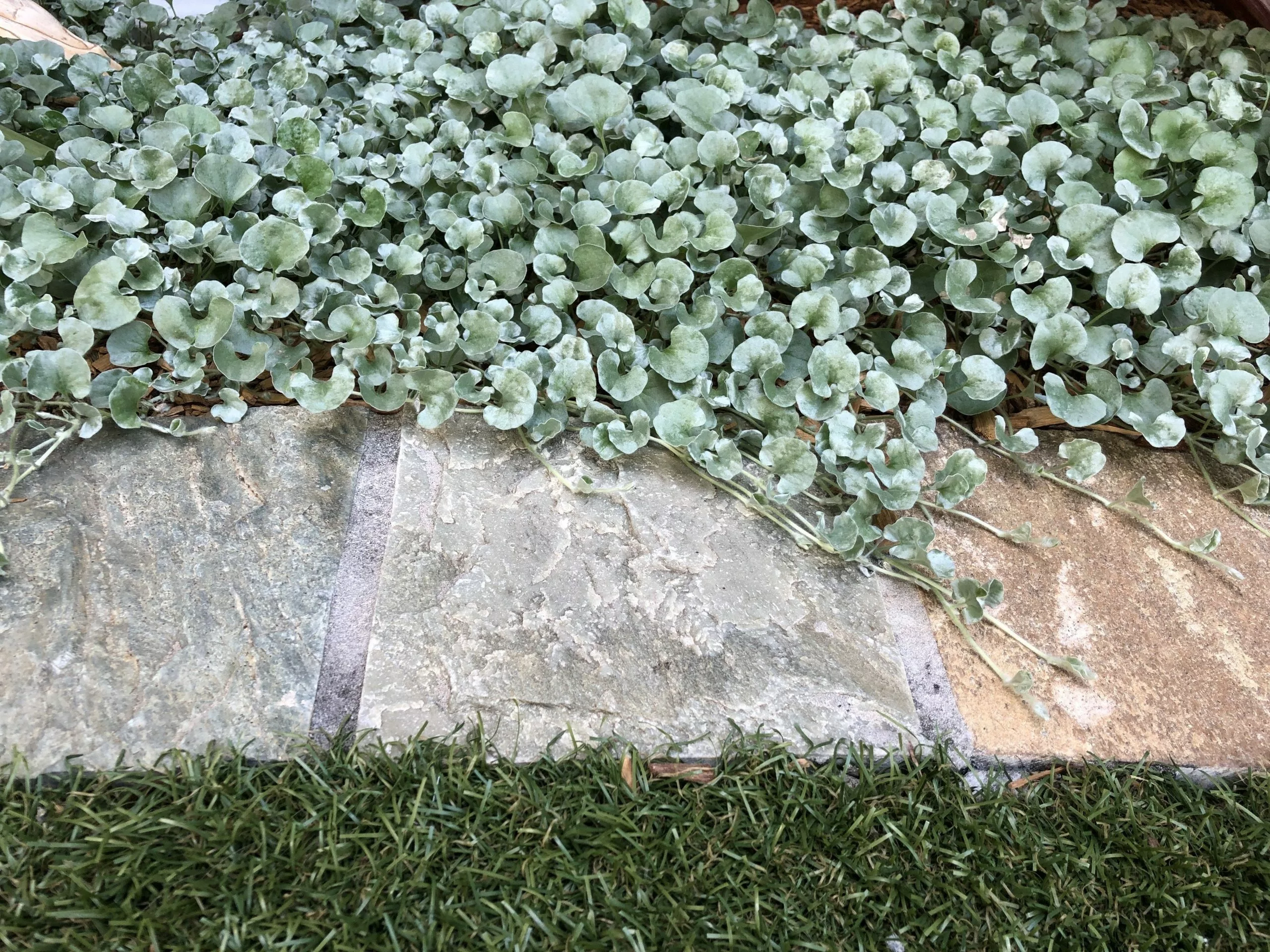 Dichondra Silver Falls 3 Dichondra Silver Falls