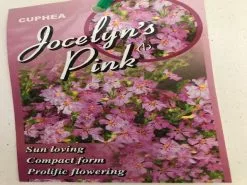 Cuphea Hyssopifolia Jocelyns Pink 7 Cuphea Hyssopifolia Jocelyns Pink -Plants in a Box Sales Shop IMG 1258 JPG