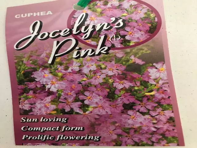 Cuphea Hyssopifolia Jocelyns Pink 5 Cuphea Hyssopifolia Jocelyns Pink - Image 3
