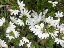 Scaevola Aemula Bondi White -Plants in a Box Sales Shop IMG 1266 4403ef6a dedd 462c a97c 3e937265d3b4