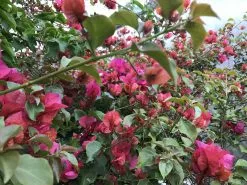Bougainvillea Temple Fire 12 Bougainvillea Temple Fire -Plants in a Box Sales Shop IMG 1310 ca583cf3 59d9 4321 b9cc d88f3e140f8b