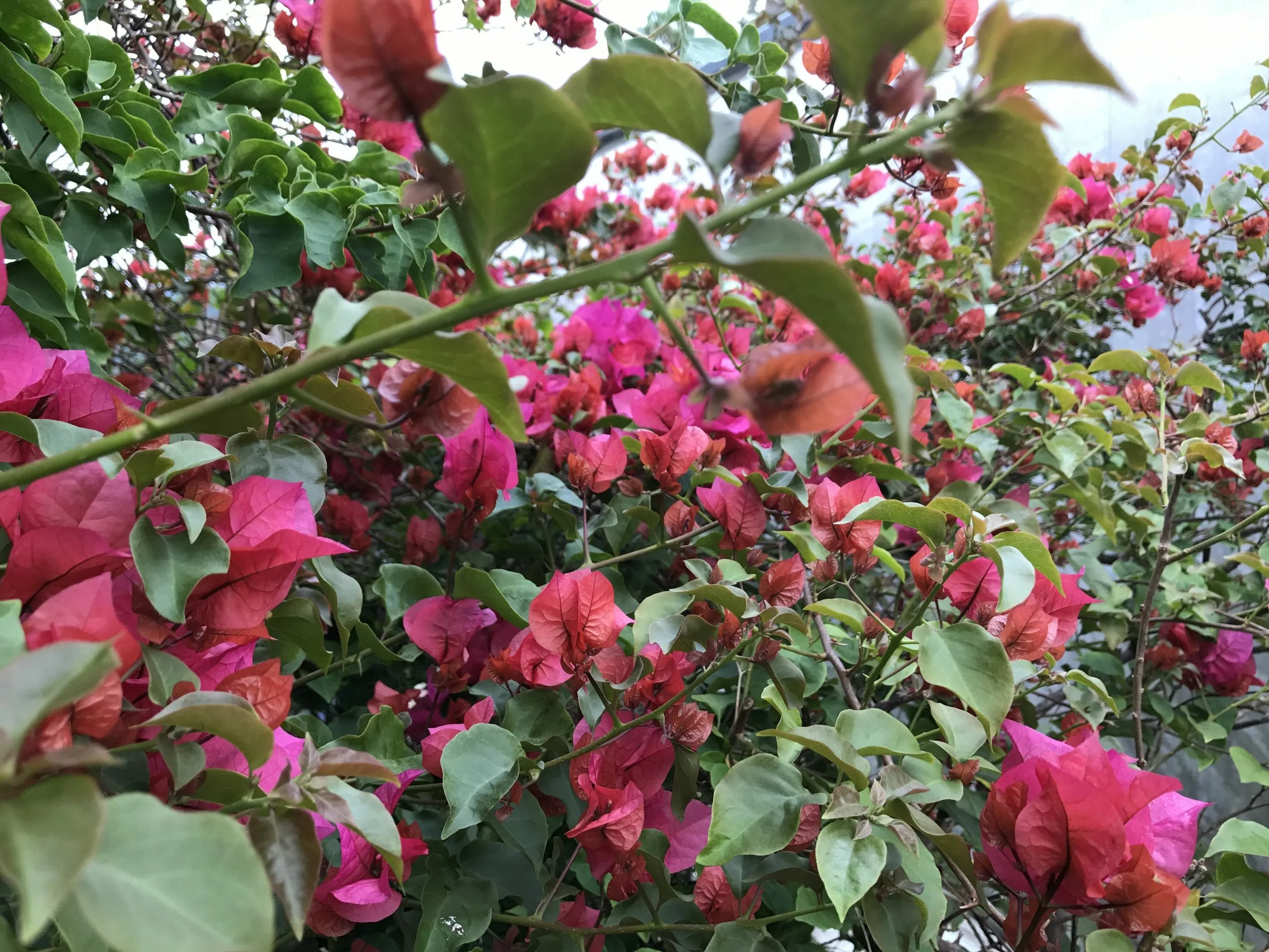 Bougainvillea Temple Fire 7 Bougainvillea Temple Fire - Image 5