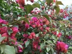 Bougainvillea Temple Fire - 85mm -Plants in a Box Sales Shop IMG 1310 f292d769 2584 4d1d bb74 fd045dab9e3d