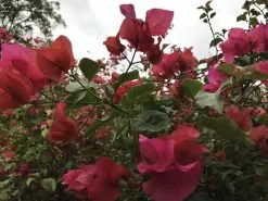 Bougainvillea Temple Fire - 85mm